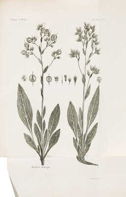 [Паллас П.С. Путешествие Палласа по разным провинциям Российской империи. Т. VI: Атлас]. Paris: Chez Maradan, 1793.